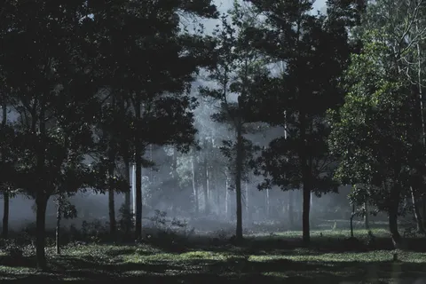 Foggy Forest 4K Wallpaper · nature · 3840×2560