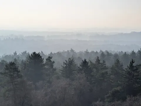 Foggy Forest 4K Wallpaper · nature · 3840×2891