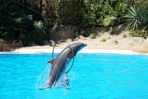 Dolphin 4K Wallpaper · animals · 3840×2560