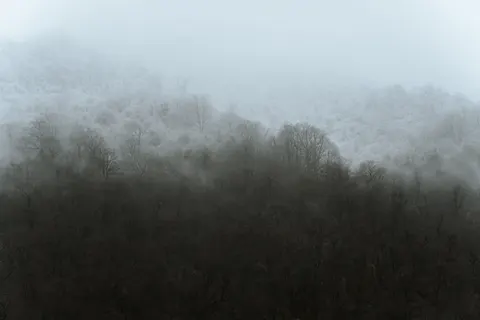Foggy Forest 4K Wallpaper · nature · 3840×2560