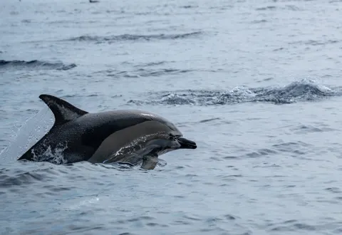 Dolphin 4K Wallpaper · animals · 3840×2637