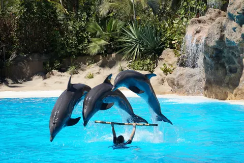 Dolphin 4K Wallpaper · animals · 3840×2560