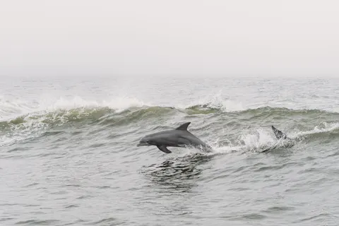डॉल्फिन 4K वॉलपेपर · animals · 3840×2560