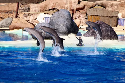 Dolphin 4K Wallpaper · animals · 3840×2560