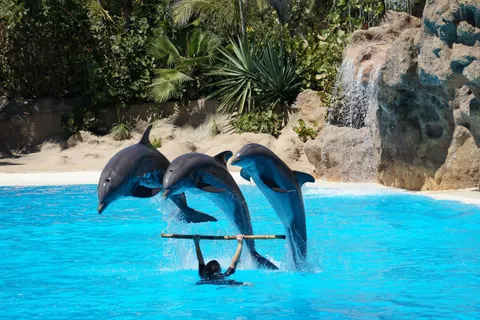 Tapeta Delfin 4K · animals · 3840×2560