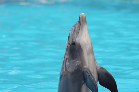 डॉल्फिन 4K वॉलपेपर · animals · 3840×2560
