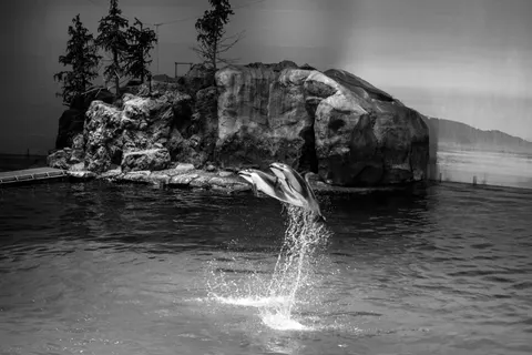 Tapeta Delfin 4K · animals · 3840×2560