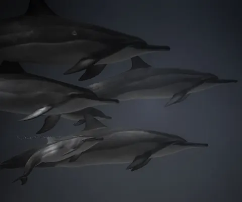 Dolphin 4K Wallpaper · animals · 3840×3195
