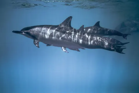 डॉल्फिन 4K वॉलपेपर · animals · 3840×2560