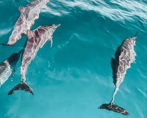 डॉल्फिन 4K वॉलपेपर · animals · 3840×3072