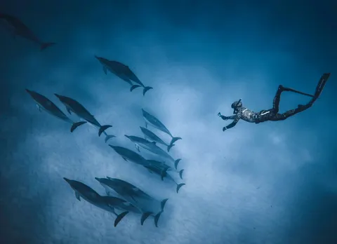 डॉल्फिन 4K वॉलपेपर · animals · 3840×2783