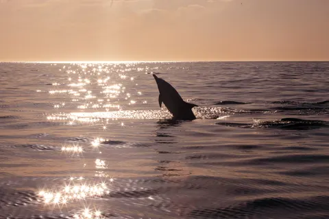 Tapeta Delfin 4K · animals · 3840×2560