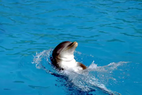 Dolphin 4K Wallpaper · animals · 3840×2560