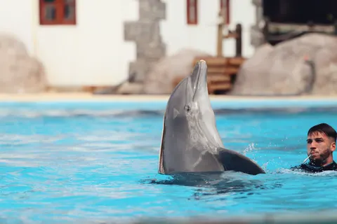 डॉल्फिन 4K वॉलपेपर · animals · 3840×2560