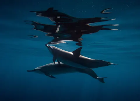Dolphin 4K Wallpaper · animals · 3840×2781