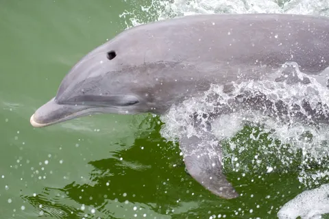 Dolphin 4K Wallpaper · animals · 3840×2563