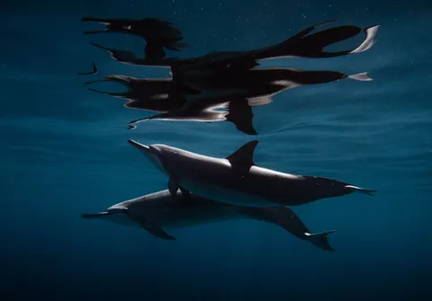 Dolphin 4K Wallpaper · animals · 3840×2678