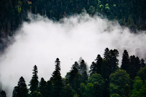 Foggy Forest 4K Wallpaper · nature · 3840×2560