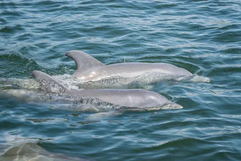 Dolphin 4K Wallpaper · animals · 3840×2560