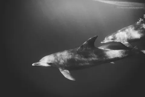 Dolphin 4K Wallpaper · animals · 3840×2560