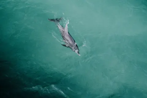 海豚 4K桌布 · animals · 3840×2560