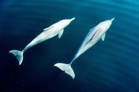 Tapeta Delfin 4K · animals · 3840×2560