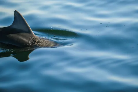 डॉल्फिन 4K वॉलपेपर · animals · 3840×2560