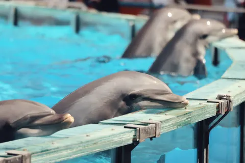 Dolphin 4K Wallpaper · animals · 3840×2560