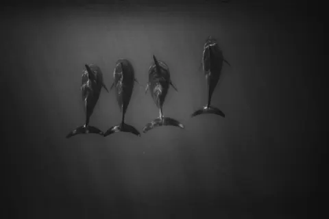 डॉल्फिन 4K वॉलपेपर · animals · 3840×2560