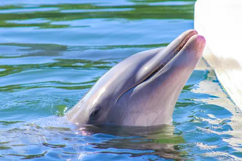 Dolphin 4K Wallpaper · animals · 3840×2560