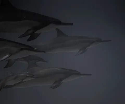 Dolphin 4K Wallpaper · animals · 3840×3195