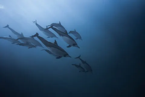 海豚 4K桌布 · animals · 3840×2561