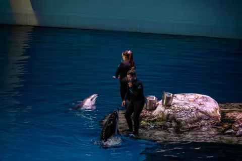 Dolphin 4K Wallpaper · animals · 3840×2560