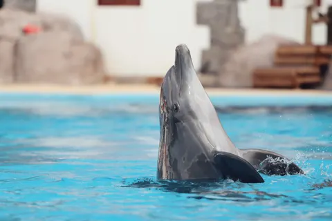 Dolphin 4K Wallpaper · animals · 3840×2560