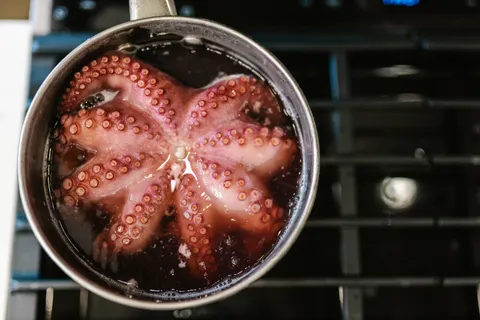 Oktopus 4K Hintergrundbild · animals · 3840×2560