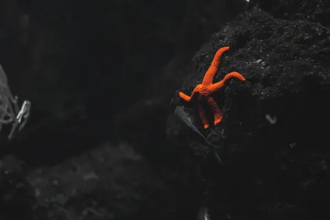 章魚 4K桌布 · animals · 3840×2560