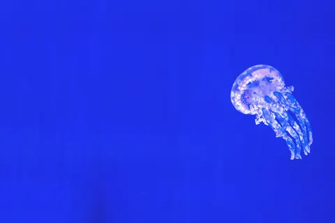 Oktopus 4K Hintergrundbild · animals · 3840×2560