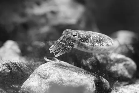 Oktopus 4K Hintergrundbild · animals · 3840×2560