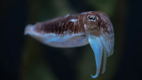 章魚 4K桌布 · animals · 3840×2160