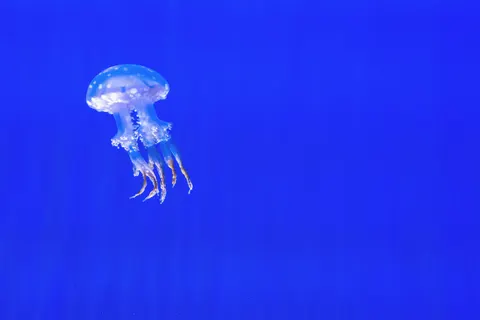 章魚 4K桌布 · animals · 3840×2560