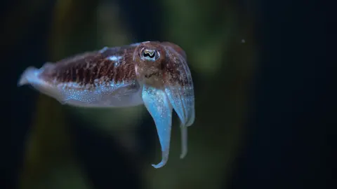 章魚 4K桌布 · animals · 3840×2160