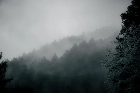 Foggy Forest 4K Wallpaper · nature · 3840×2560
