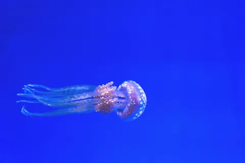 章魚 4K桌布 · animals · 3840×2560