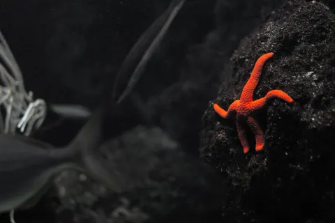 Oktopus 4K Hintergrundbild · animals · 3840×2560