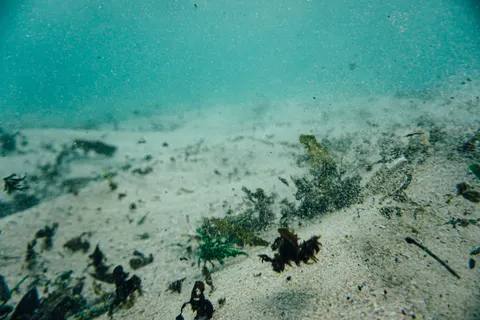 章魚 4K桌布 · animals · 3840×2560