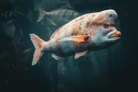 章魚 4K桌布 · animals · 3840×2561