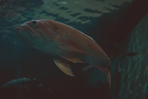 ऑक्टोपस 4K वॉलपेपर · animals · 3840×2560