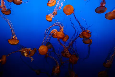 ऑक्टोपस 4K वॉलपेपर · animals · 3840×2561