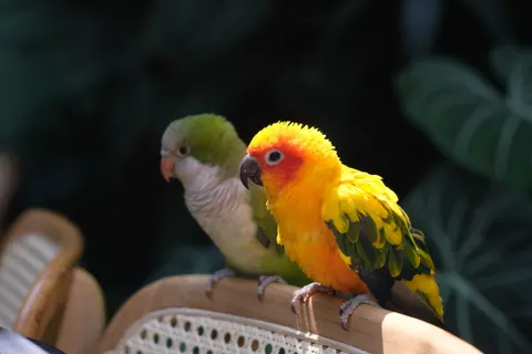 鸚鵡 4K桌布 · animals · 3840×2560