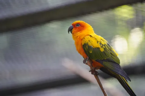 鸚鵡 4K桌布 · animals · 3840×2560